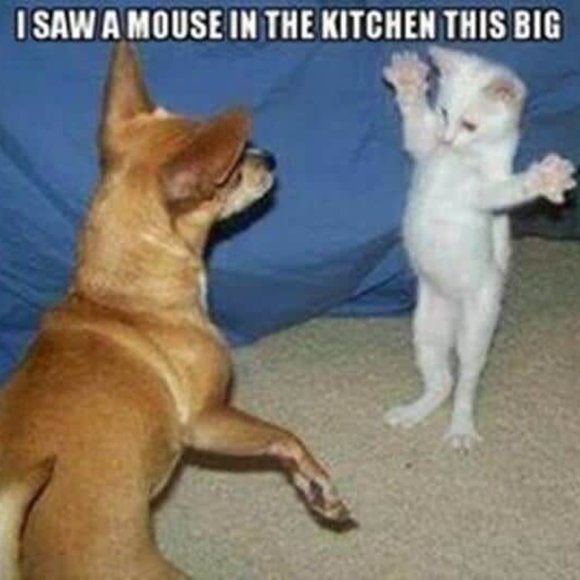 😁 Funnies to Bring a Laugh and Joy to your Day! 😁 - Picture 7 of 15